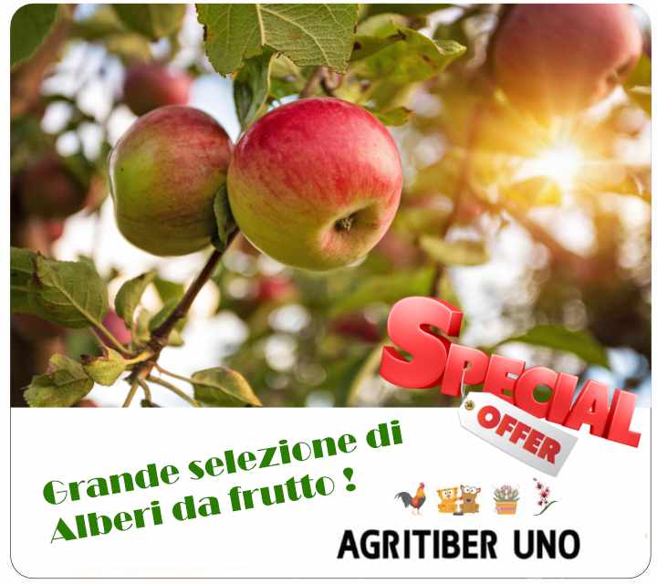 offerta alberi da frutto