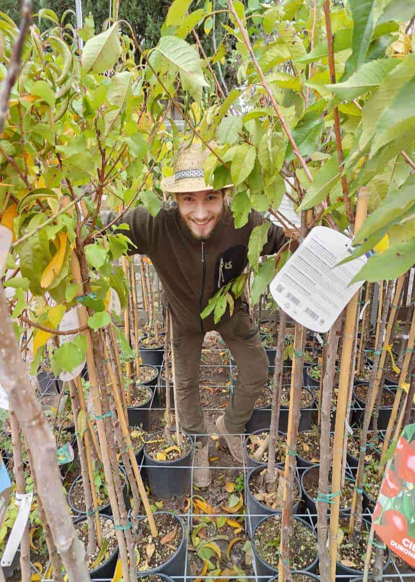 vendita alberi da frutto